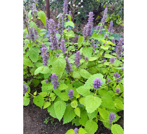 Лофант анісовий Золотий ювілей (agastache rugosa Golden Jubilee)